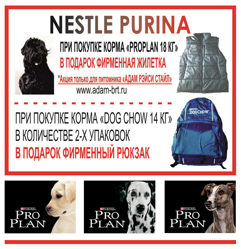 NESTLE PURINA + ADAM RACY STYLE KENNEL SPECIAL EVENT