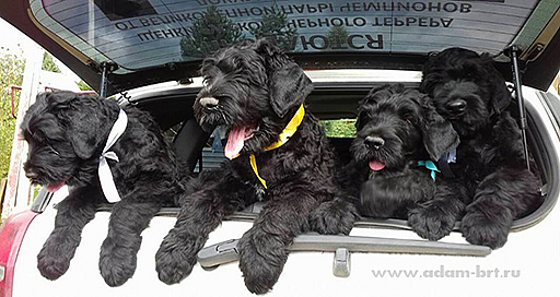 Puppies of Black Russian Terrier