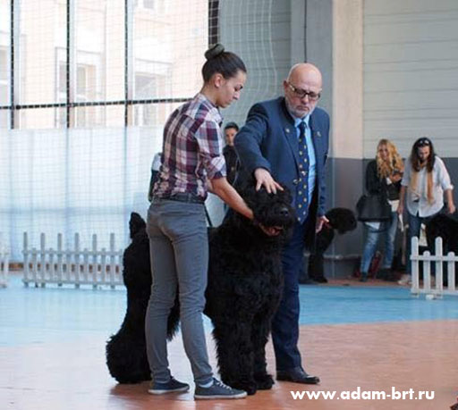 Adam Racy Style RUSSKIY BOGATYR – THE CANDIDATE TO YOUNG CHAMPIONS OF NATIONAL CLUB OF BREED BULGARIA!!!