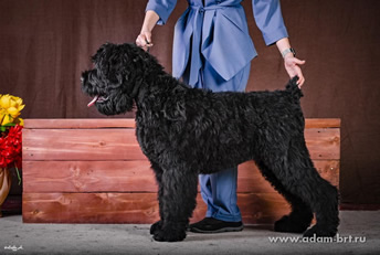 Adam Racy Style CHERNYI ALMAZ (BLACK DIAMOND) - THE BEST BABY OF RUSSIAN BLACK TERRIER BREED OF ALL-RUSSIAN DOG SHOW YAKUTIA CUP!
