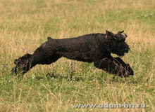 Coursing of Black Russian Terrier - Adam Racy Style LUBOSLAVA!