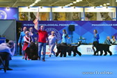 ADAM RACY STYLE KENNEL – BRT BREED PRESENTATION ON EURASIA INTERNATIONAL DOG SHOW!