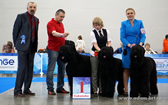 ADAM RACY STYLE – THE BEST KENNEL OF THE BREED OF EURASIA INTERNATIONAL DOG SHOW!