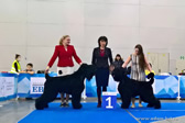 Adam Racy Style RYTSAR SVETA and ROSSIYA VELIKAYA - THE BEST MALE AND BEST BITCH OF BRT BREED, THE WINNERS OF EURASIA RUSSIAN CYNOLOGICAL FEDERATION RKF CUP!