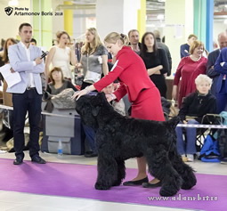 Adam Racy Style HARVARD - THE CHAMPION OF THE RUSSIAN BLACK TERRIER BREED NATIONAL CLUB!