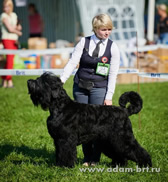 Adam Racy Style CHERNAYA ZHEMCHUZHINA - INTERMEDIA CLASS WINNER! PRIZE WINNER OF NATIONAL CLUB SPECIALTY BLACK RUSSIAN TERRIERS DOG SHOW!