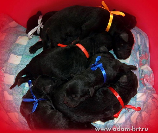 PUPPIES FROM U-LITTER!