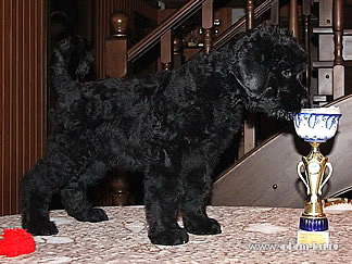 Magnificent Russian black terrier puppy on sale!