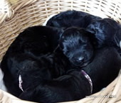 Russian black terrier puppies, BRT puppies, Adam Racy Style TRIUMPH + ZABELA!