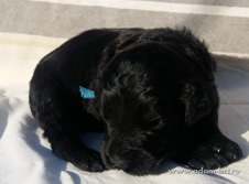Russian black terrier BRT puppies, Adam Racy Style TRIUMPH + ZABELA!