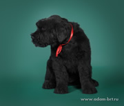 Beautiful Russian Black Terrier puppy for sale!