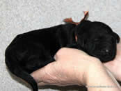 Heroic Russian Black Terrier puppies from the kennel - Adam Racy Style ISABEL and RYTSAR SVETA