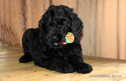 Superior Russian Black Terrier puppies for sale from the kennel - Adam Racy Style ISABEL and RYTSAR SVETA!
