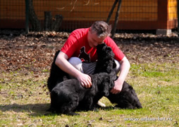 Purebred Russian Black Terriers puppies from the kennel offers on sale, champion parents, documents, delivery, full support.