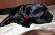 Glory Black Russian Terrier puppies from the kennel is on sale - Adam Racy Style ALEKSANDRA and YARKIY LUCH s Zolotogo Grada!