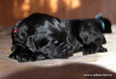 The cute  Black Russian Terrier puppies from the kennel is for sale - Adam Racy Style ALEKSANDRA and YARKIY LUCH s Zolotogo Grada!