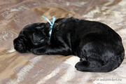 Glory Black Russian Terrier puppies from the kennel is on sale - Adam Racy Style ALEKSANDRA and YARKIY LUCH s Zolotogo Grada!