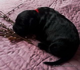 Cute thoroughbred Black Russian Terrier puppies from the kennel are on sale - ARS KLASSIKA and MITYAI ZG!