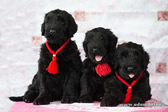 Charming thoroughbred Russian Black Terrier puppies from the kennel are for sale - Adam Racy Style KLASSIKA and MITYAI s Zologtogo Grada!