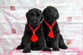 Charming thoroughbred Russian Black Terrier puppies from the kennel are for sale - Adam Racy Style KLASSIKA and MITYAI s Zologtogo Grada!