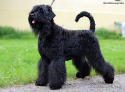 Purebred Russian Black Terrier puppies from kennel are on sale - Adam Racy Style RYTSAR SVETA and Sotsvetie SHARDENA BLACK!