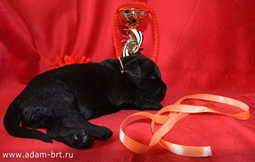 Russian Black Terrier BRT puppies of Apollon on sale!