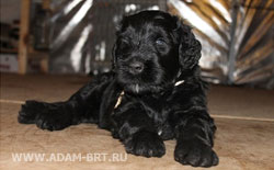 Russian black terrier pups, father - INTER