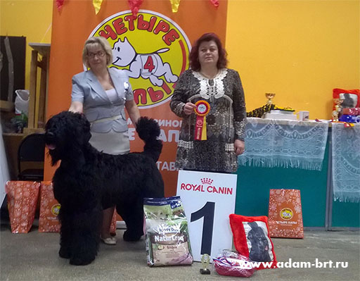 Adam Racy Style ROSSIYA VELIKAYA – THE CANDIDATE IN YOUNG CHAMPIONS OF NATIONAL CLUB OF BREED!!!