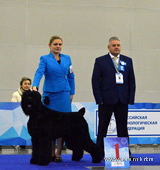 Adam Racy Style HARVARD - BEST PUPPY OF BREED OF RUSSIA DOG SHOW!