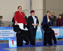 Adam Racy Style HARTIYA and HARVARD - BEST PUPPIES OF BREED OF RUSSIA - PRESIDENT'S CUP INTERNATIONAL DOG SHOW!