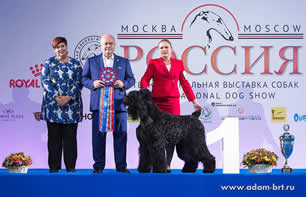 Adam Racy Style RYTSAR SVETA (TSAR) - THE BEST MALE, THE BEST OF BREED, THE BEST IN GROUP! PRIDE OF MATHERLAND OF THE INTERNATIONAL DOG SHOW THE RUSSIA - RKF PRESIDENT CUP!