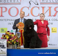 Adam Racy Style RYTSAR SVETA (TSAR) - THE BEST MALE, THE BEST OF BREED, THE BEST IN GROUP! PRIDE OF MATHERLAND OF INTERNATIONAL DOG SHOW THE RUSSIA - RKF PRESIDENT CUP!