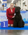 Adam Racy Style HARTIYA - THE SECOND BEST BITCH OF BRT BREED, THE PRIZE-WINNER OF IDS RKF PRESIDENT CUP!