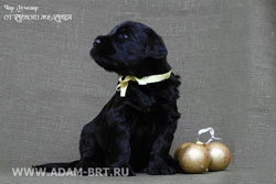 Russian black terrier pups