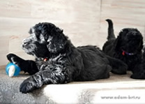 Puppies of Black Russian Terrier!