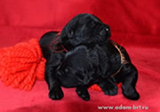 Puppies of Russian Black Terrier on sale in Kennel!
