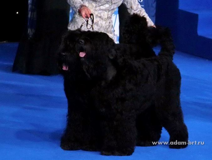 ADAM RACY STYLE APOLLON AND ALEKSANDRA IS THE WORLD CHAMPIONSHIP BEST COUPLE OF BREED!!!
