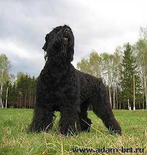 Breed black russian terrier